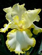 iris - Eastertine