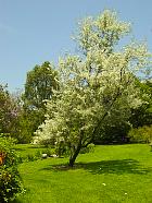Brooklyn Garden - Elaeagnus angustifolia