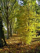 Parc de Sceaux - rable champtre