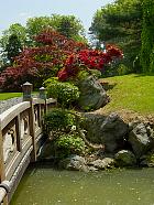 Brooklyn Garden - Érable japonais Chrimson Queen