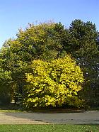 Parc de Sceaux - rable plane