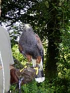Vallée de la Juine - Faucon