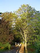 Vallée de la Juine - Marronnier en fleur en septembre