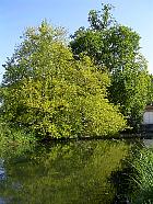 Vallée de la Juine - Platane