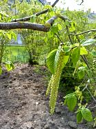 Jardin de Diane et les cours - Ostrier