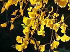  - Ginkgo