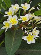 Manille - Frangipanier