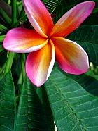 Manille - Frangipanier