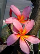 Manille - Frangipanier