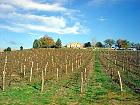 Marché du gras - Vignoble d'Armagnac