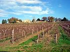 Marché du gras - Vignoble d'Armagnac