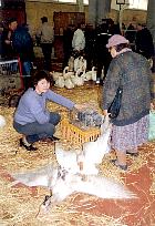 Marché du gras - Foire au gras de Samatan