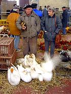 Marché du gras - Foire au gras de Samatan