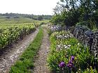 Givry - 