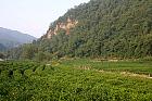 Hangzhou  - Th� de Longjing