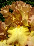 iris - Harwest king
