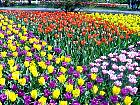 Jardin de Keukenhof  - 