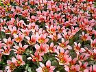 Jardin de Keukenhof  - 