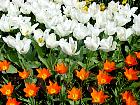 Jardin de Keukenhof  - White emperor (blanc), Sparkling fire (rouge)