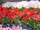 Jardin de Keukenhof  - 