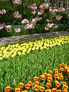 Jardin de Keukenhof  - 