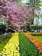 Jardin de Keukenhof  - 