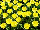Jardin de Keukenhof  - Tulipa Desert Sun