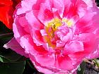 Jardin de Keukenhof  - 