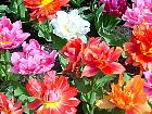 Jardin de Keukenhof  - 