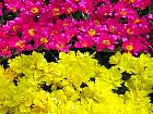 Jardin de Keukenhof  - 