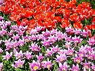 Jardin de Keukenhof  - 