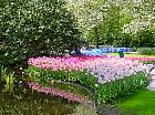 Jardin de Keukenhof  - 
