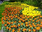 Jardin de Keukenhof  - 