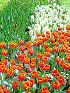 Jardin de Keukenhof  - 