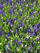 Jardin de Keukenhof  - Muscari armeniacum 'Blue spike'