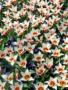 Jardin de Keukenhof  - 