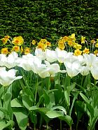 Jardin de Keukenhof  - 