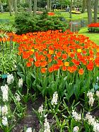 Jardin de Keukenhof  - 