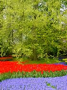 Jardin de Keukenhof  - 