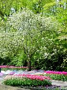 Jardin de Keukenhof  - 