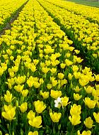 Jardin de Keukenhof  - 