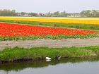 Jardin de Keukenhof  - 