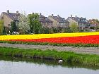 Jardin de Keukenhof  - 