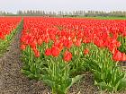 Jardin de Keukenhof  - 