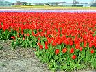 Jardin de Keukenhof  - 