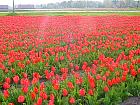 Jardin de Keukenhof  - 