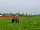 Jardin de Keukenhof  - 