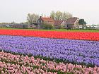 Jardin de Keukenhof  - 