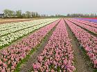 Jardin de Keukenhof  - 