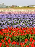 Jardin de Keukenhof  - 